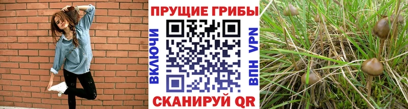 Купить где  Надым  Псилоцибиновые грибы мицелий 